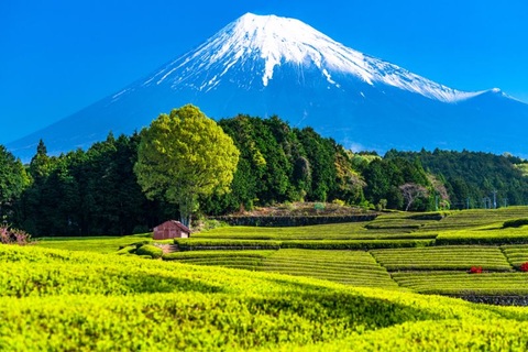 Lễ 'thưởng trà đêm 88' cổ xưa của người Nhật