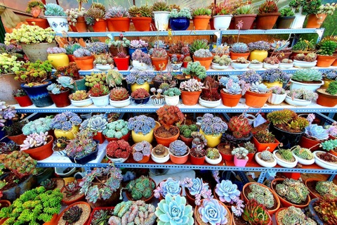 Chiêm ngưỡng vườn sen đá với 200 loài độc lạ của 8X Đà Lạt