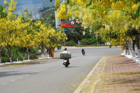 Hoa muồng hoàng yến vàng rực một góc trời Mộc Châu