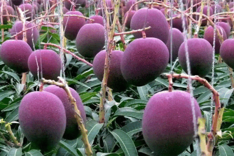 Trồng giống xoài quý hiếm, cặp đôi thuê 4 người bảo vệ 7 quả xoài