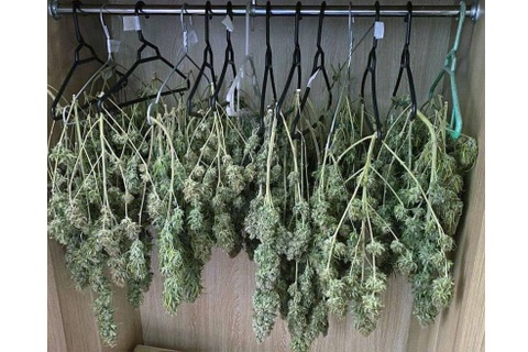 Hà Nội: Hàng trăm cành cần sa treo như... quần áo trong tủ của đôi vợ chồng