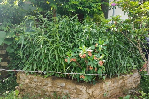 Phát hiện gần 120 cây cần sa được trồng trong vườn một hộ dân