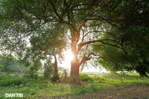 Vô giá những cây đại thụ nghìn năm tuổi ở Bắc Bộ