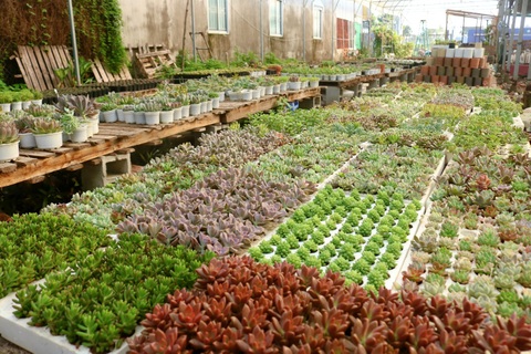 Choáng ngợp vườn sen đá, xương rồng hơn 30 nghìn cây của 9X ở Cần Thơ