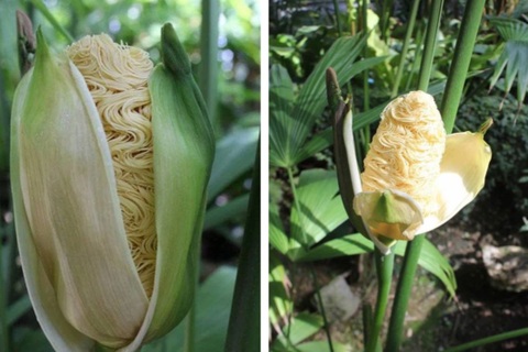 Kỳ lạ loài cây vỏ như bắp ngô, ruột như mì tôm