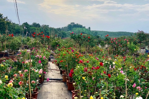 Bỏ phố về quê, chàng trai Tây Nguyên khởi nghiệp với 10.000 gốc hoa hồng