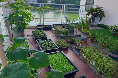 Cô gái Phú Thọ rèn tính kiên nhẫn nhờ làm vườn, trồng rau trên sân thượng