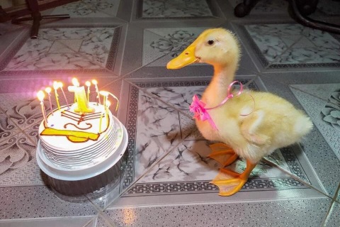 Chàng trai 9x bất ngờ trở thành ông bố bất đắc dĩ giữa mùa dịch