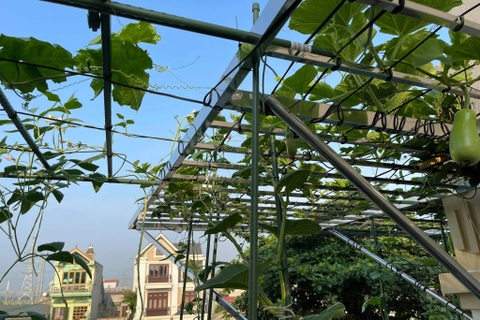 Gia cố mái tôn, vợ chồng ở Hà Nội biến thành siêu thị rau tại gia