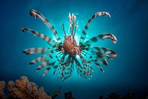 Sát thủ kịch độc sống ở vùng biển sâu che đậy bằng vẻ ngoài bắt mắt