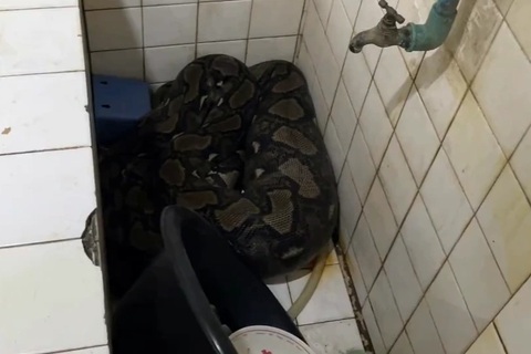 Trăn cỡ lớn đột nhập nhà dân rồi nuốt trọn mèo cưng