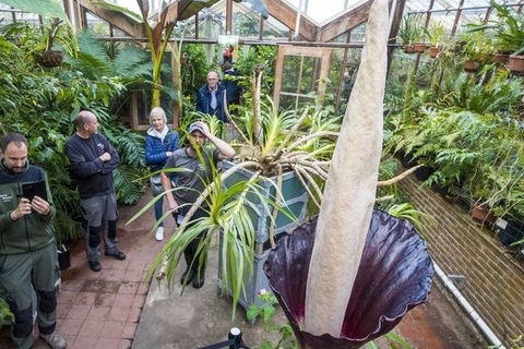 Kỳ thú loài hoa khủng 10 năm nở một lần ở Châu Âu