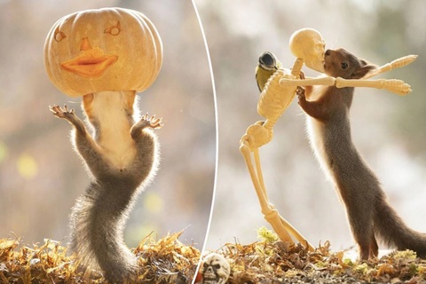 Bộ ảnh sóc đi dự hội hóa trang gây sốt mạng