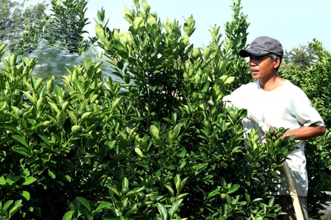 Còn 3 tháng là Tết mà người trồng hoa vừa sản xuất vừa thấp thỏm