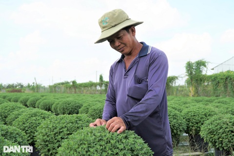 Người dân làng hoa trăm tuổi vừa chuẩn bị hàng tết vừa lo Covid-19