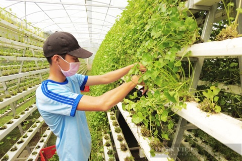 Người đầu tiên ở Việt Nam trồng rau má thủy canh, liều nên ăn 40 triệu đồng/tháng