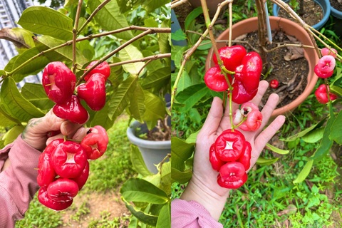 Mẹ Việt làm vườn ban công, xin đất hàng xóm trồng rau trái ở Singapore