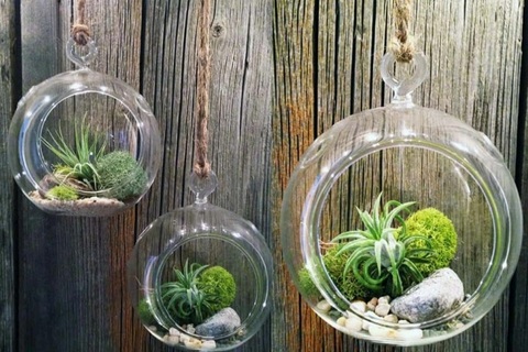 Cách trồng và chăm sóc cây không khí