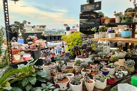 Rời TPHCM về quê, chàng trai đem theo gia tài hàng ngàn cây sen đá