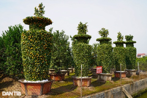 Chiêm ngưỡng những cặp quýt lục bình khủng sẵn sàng vào vụ Tết