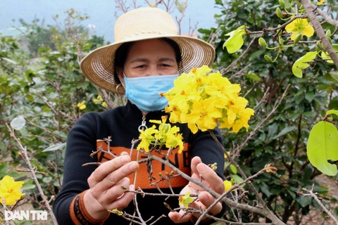 Hoa bung nở sớm, người làm nghề trồng mai như... ngồi trên đống lửa