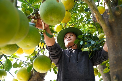 Chiêm ngưỡng vườn bưởi cảnh tiền tỷ sẵn sàng vào vụ Tết