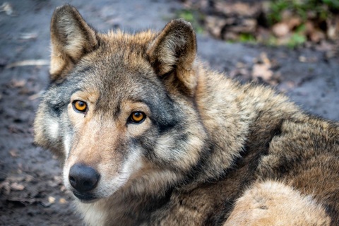 Giống sói Na Uy tuyệt đẹp chính thức bị tuyệt chủng