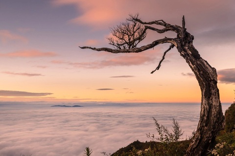 Xử phạt 2 người dân chặt cây phong ba đẹp nhất biển mây Y Tý làm củi