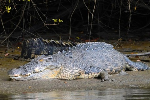 Thiên thạch làm khủng long tuyệt chủng, vì sao cá sấu vẫn sống khỏe?