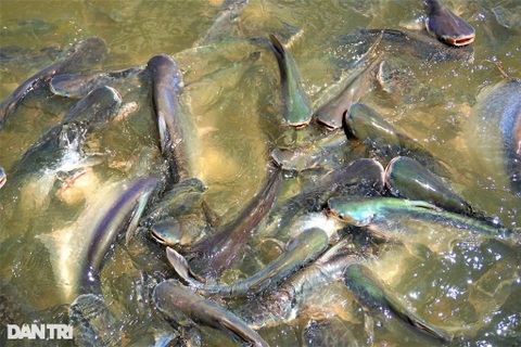 Đàn cá hàng nghìn con đua nhau kéo đến tá túc ở bến đò xin ăn