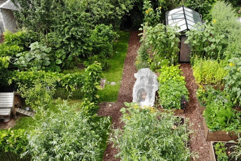 Mẹ hai con tiết kiệm vài triệu đồng/tháng nhờ làm vườn trồng rau trái sạch