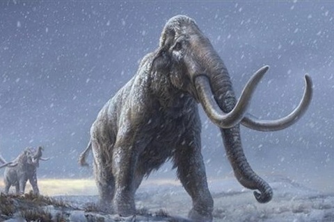 Phát hiện hóa thạch voi ma mút khổng lồ 10.000 năm tuổi tại Mexico