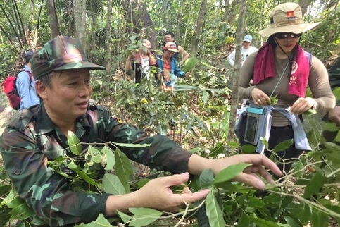 Rare century old tea forest discovered on Dak Lak mountain