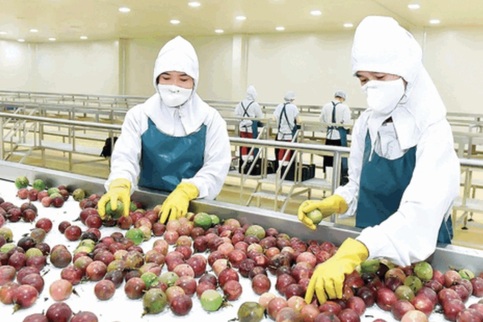 Additional Vietnamese fruits given green-light to enter US and Australia