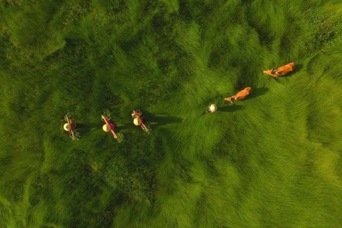 Photo of Vietnam sedge harvest honoured at international photo contest