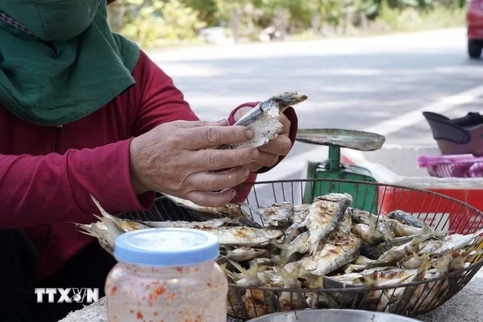 Grilled herring trade thrives along Quang Tri coast