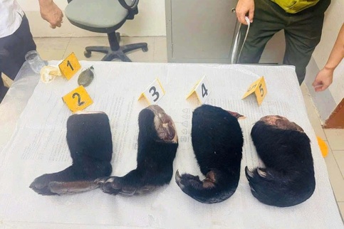 Man charged over trafficking bear paws in Son La