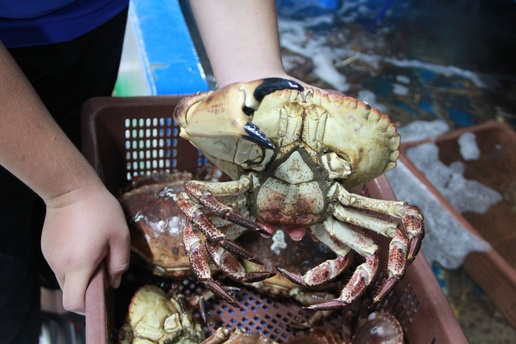 Hội chị em chi bạc triệu "săn" hải sản bị thương, hấp hối ở Hà Nội