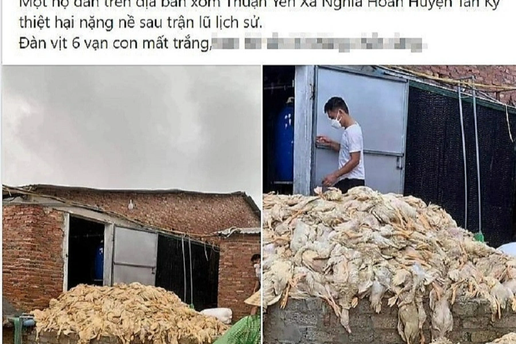 Thực hư thông tin 6 vạn con vịt "chết đuối" ở Nghệ An