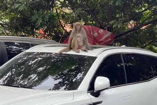 Thổi ống tiêu gây mê, vây bắt con khỉ hoang phá bãi xe ở Hà Nội