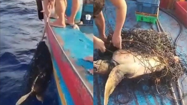 Nha Trang fishermen rescue trapped sea turtle