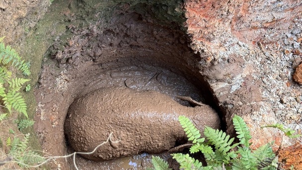 Young elephant rescued from deep pit in Dong Nai