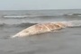 10 metre whale carcass washes ashore in Nghe An Province
