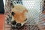 Rare slow loris found and released in Lam Dong