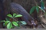 Nine rescued pangolins released into Hue forest