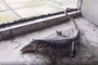 Rare water monitor found at construction site in HCM City