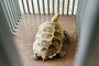 Rare endangered turtles found and rescued in Nghe An