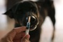 Vietnam records 39 rabies deaths in first half of 2026