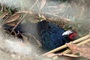 Quang Tri welcomes rare pheasants in bid to restore endangered species