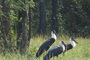 Rare woolly-necked storks spotted at Yok Don National Park